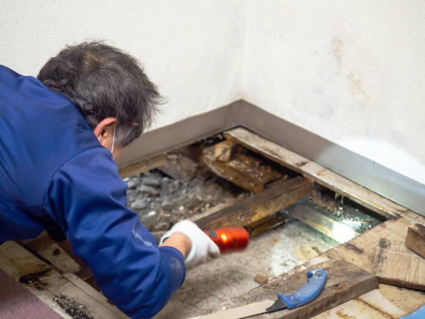 Best Residential Mold Remediation in Oconto, WI