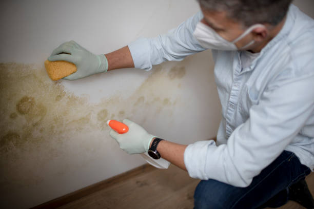Best Emergency Mold Remediation in Oconto, WI