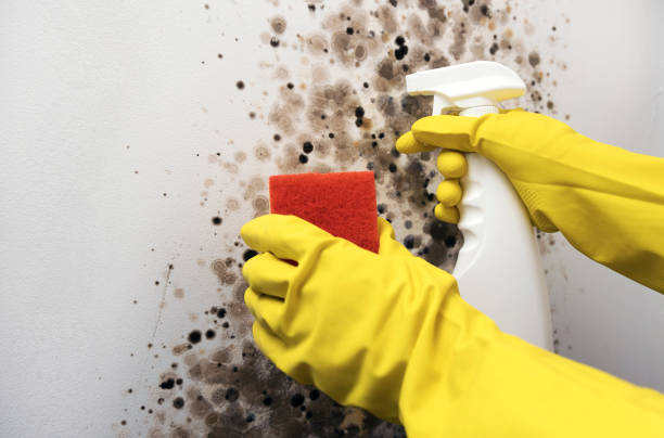Best DIY Mold Remediation Support Services in Oconto, WI